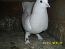 mascul 2012,vandut