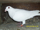 mascul 2012
