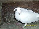 mascul 2012