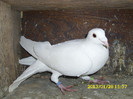 mascul 2012