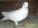 mascul 2012
