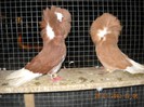 guletati 28.01.2013