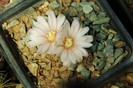 Gymnocalycium bruchii