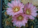 Gymnocalycium bruchii