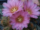 Gymnocalycium bruchii