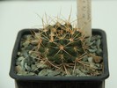 Gymnocalycium neuhuberi