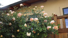 roses 35