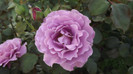 roses 49