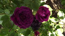 roses 54
