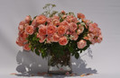 roses 57