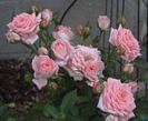 roses 58
