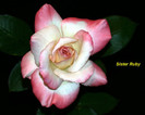 roses 61