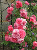 roses 62
