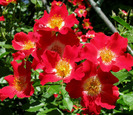 roses 64