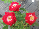 roses 67