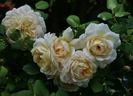 Crocus Rose