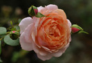 Elizabeth Stuart