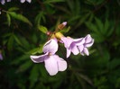 DSC08683