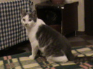 255