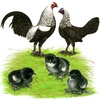 Birchen Old English Game Fowl