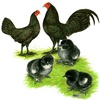Black Standard Old English Game Fowl