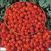 RIESENTRAUBE CHERRY VARIETY-TOMATO