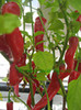 HOT PORTUGAL-HOT CHILLI PEPPER