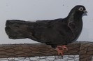 92n(f.2012)-vandut