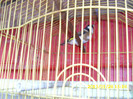 sticlete