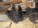 DSCN0178