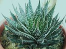 Aloe aristata