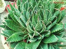 Aloe aristata