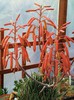 Aloe aristata