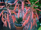 Aloe aristata