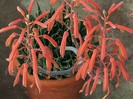 Aloe aristata