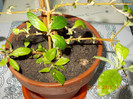 buddleia-"magnet" pt fluturi...