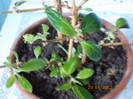 29 ian 2013-flori 015