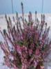 calluna vulgaris
