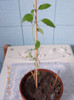 solanum rantonetti
