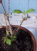lantana camara