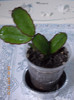29 ian 2013-flori 037