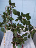 impatiens mov batut