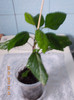 hibi surinam
