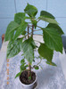 impatiens rosu batut