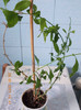 plumbago bleu (auriculata)