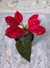 29 ian 2013-flori 062