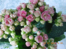 kalanchoe