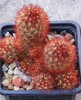 Mammillaria elongata