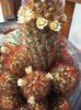 Mammillaria elongata