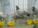 DSCN1603